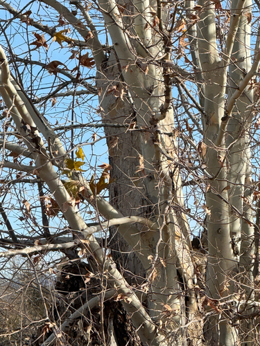 Arizona sycamore