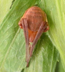 Acacesia hamata