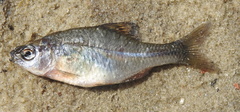 Rhodeus