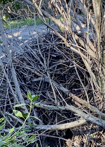 iNaturalist observation photo of Woodrats