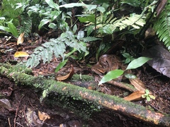 Bothrocophias microphthalmus