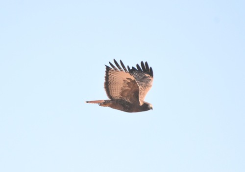 Red-tailed Hawk