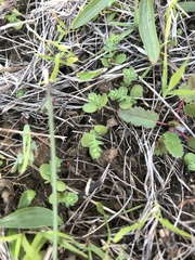 Hypericum anagalloides