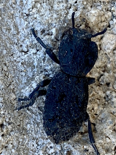 iNaturalist observation photo of Diabolical Ironclad Beetle