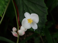 Begonia decandra