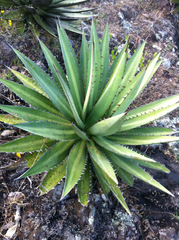 Agave ghiesbreghtii