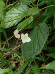 Begonia decandra