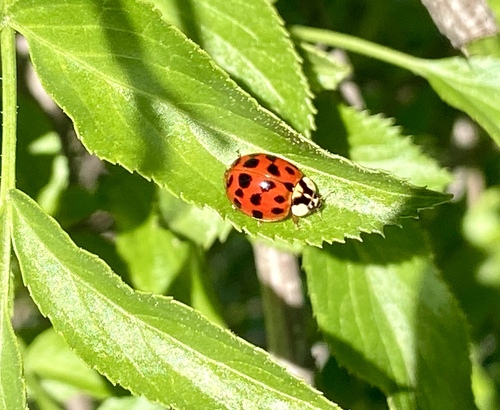 iNaturalist observation photo of Asian Lady Beetle