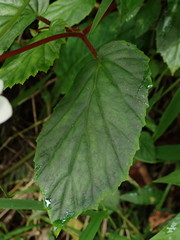 Begonia decandra