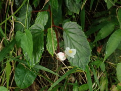 Begonia decandra