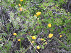 Chamaecrista greggii