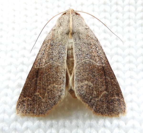 Obrima rinconada