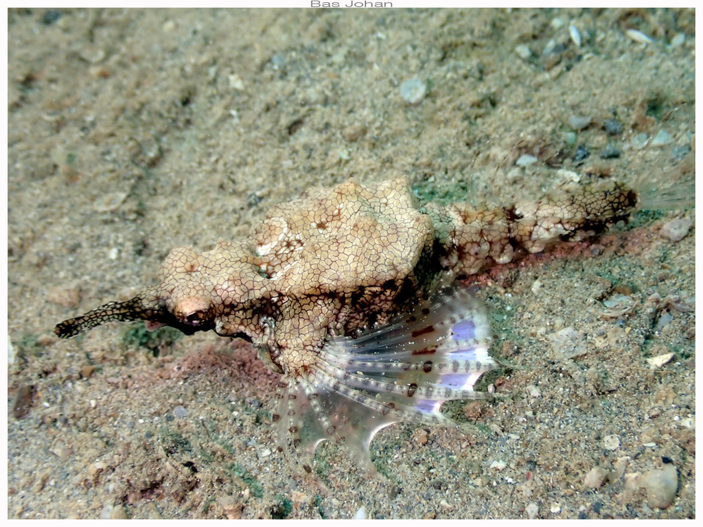 Common seamoth (Eurypegasus draconis) — Pegasidae