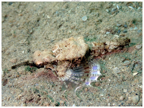 Common seamoth (Eurypegasus draconis) — Pegasidae