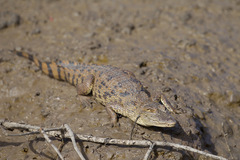 Crocodylus suchus