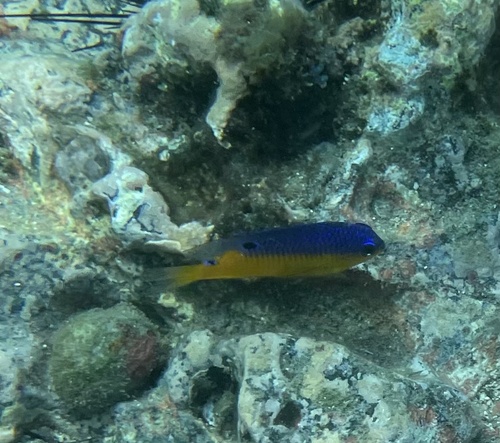 Beaubrummel (Stegastes flavilatus) — Pomacentridae