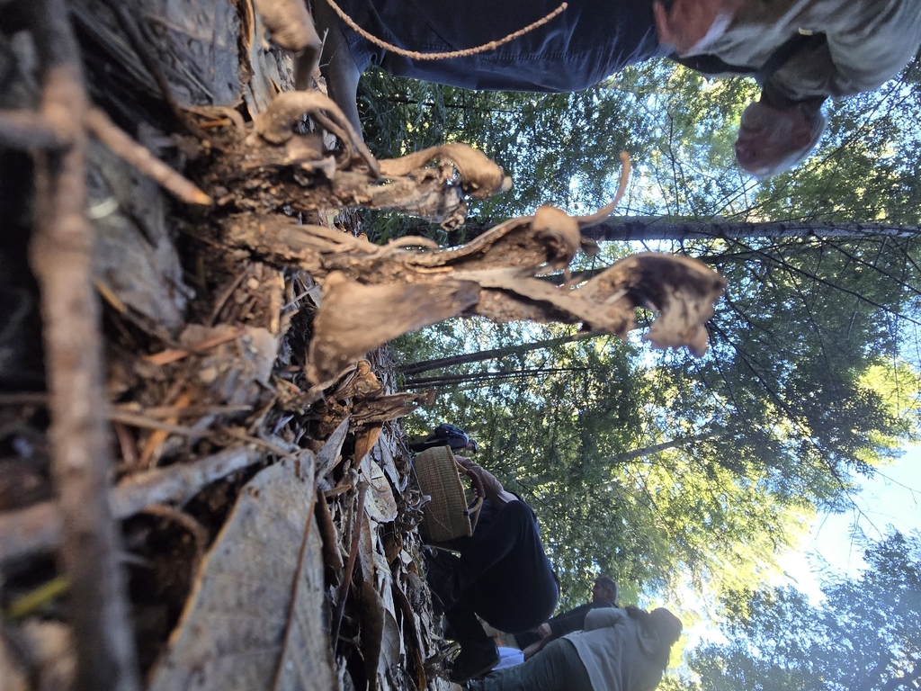 Craterellus calicornucopioides
