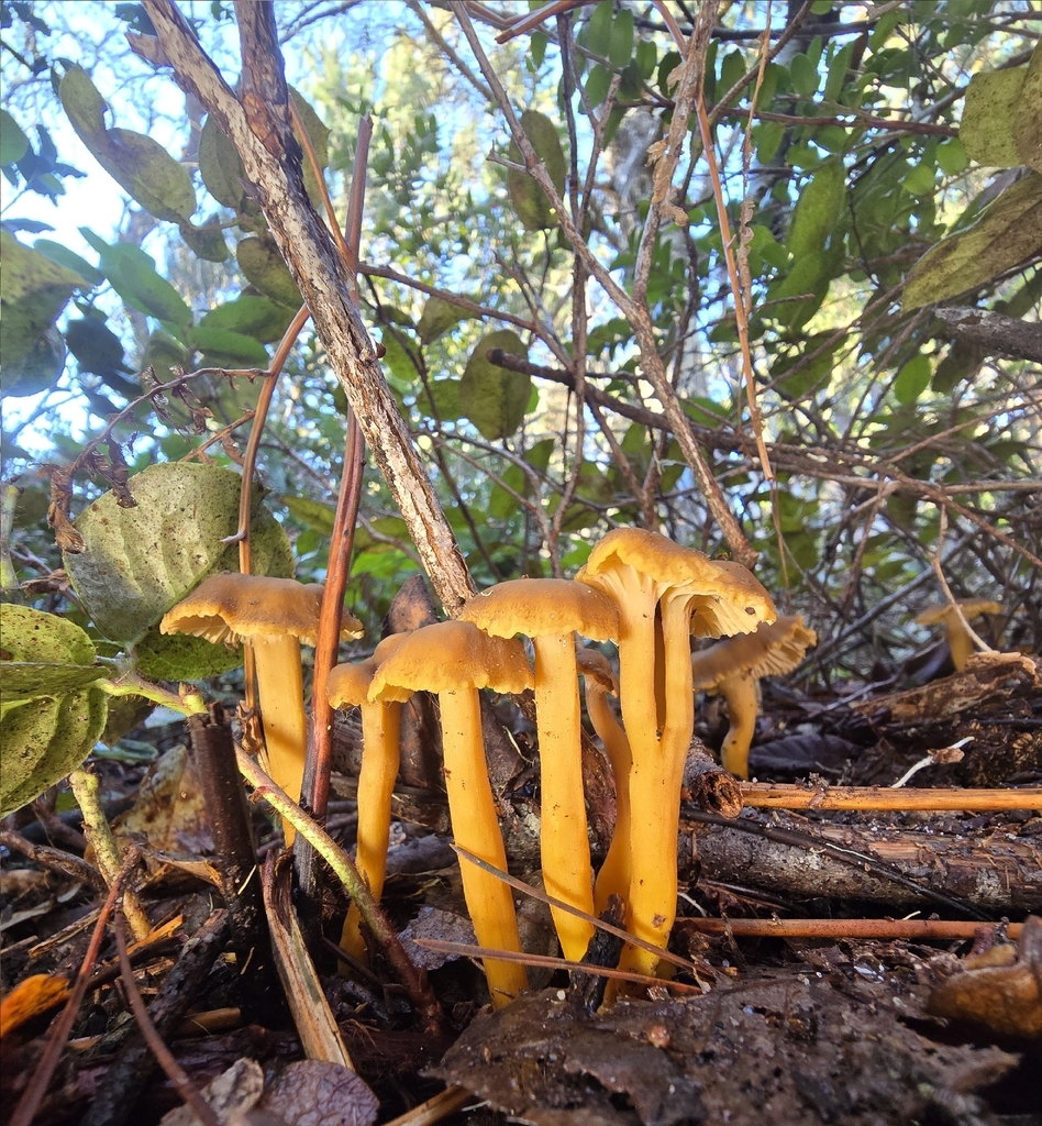 Craterellus tubaeformis · January 2026 · photo: © alan_rockefeller (iNaturalist, cc-by-sa)
