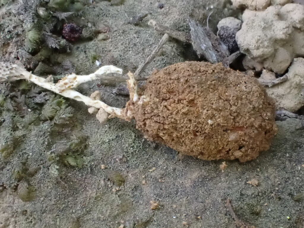 Yosiokobayasia kusanagiensis