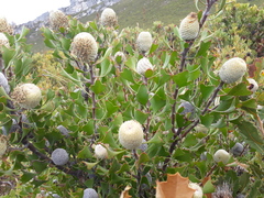 Isopogon trilobus