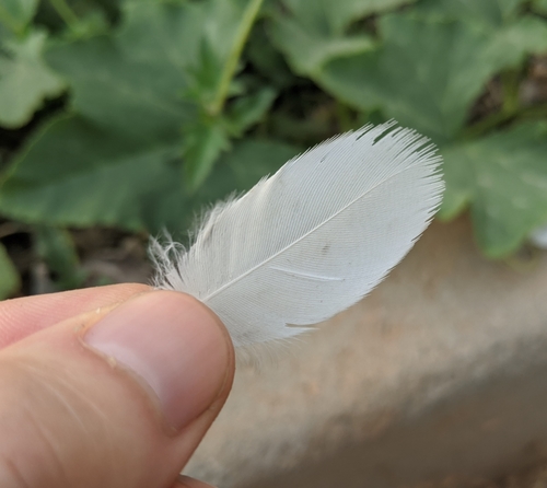 Plume de Héron garde-bœufs