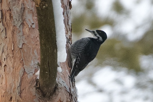 Black-backed Woodpecker (Picoides arcticus), photo 2