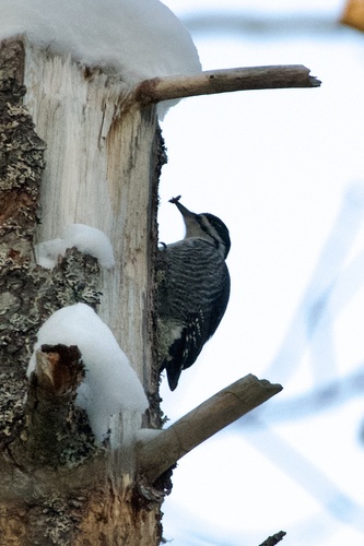 Black-backed Woodpecker (Picoides arcticus), photo 3