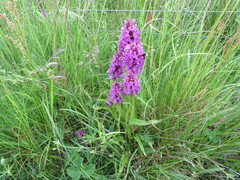 Dactylorhiza purpurella