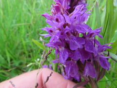 Dactylorhiza purpurella