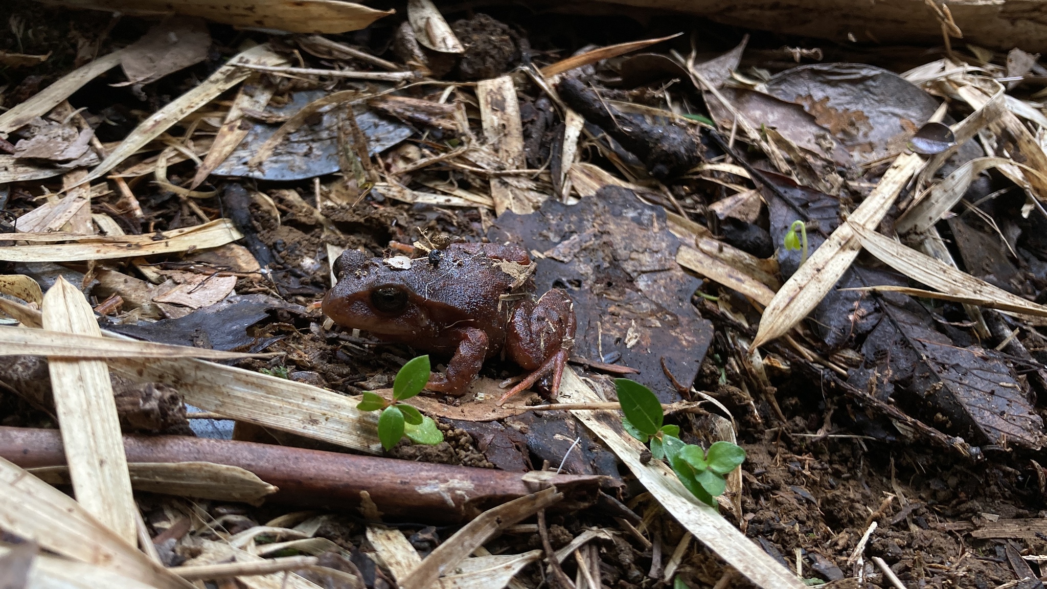 Eupsophus altor Nuñez, Rabanal & Formas, 2012