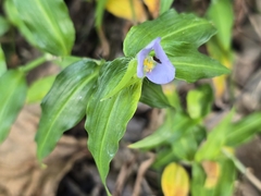 Commelina auriculata, photograph (c) WATANABE Hitoshi 渡辺仁, some rights reserved (CC BY)