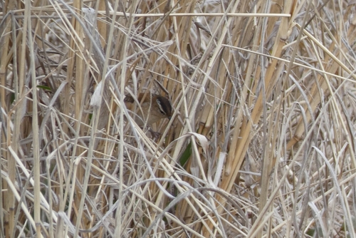 Marsh Wren (Cistothorus palustris), photo 8