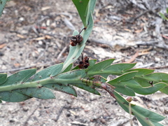 Acacia glaucoptera