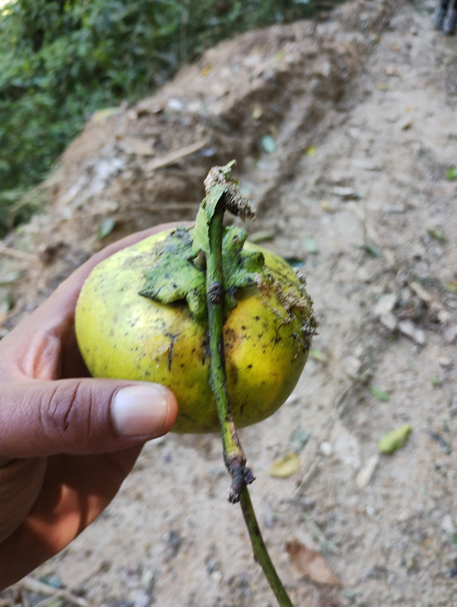 Black sapote