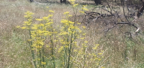 fennel