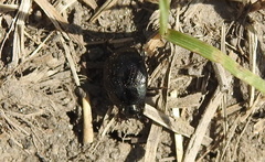 Margarinotus brunneus