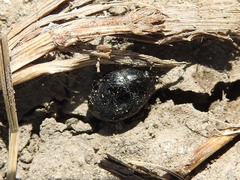 Margarinotus brunneus