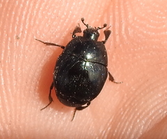 Margarinotus brunneus