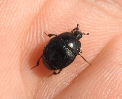 Margarinotus brunneus