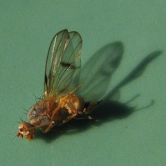 Palloptera subusta