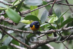 Euphonia rufiventris