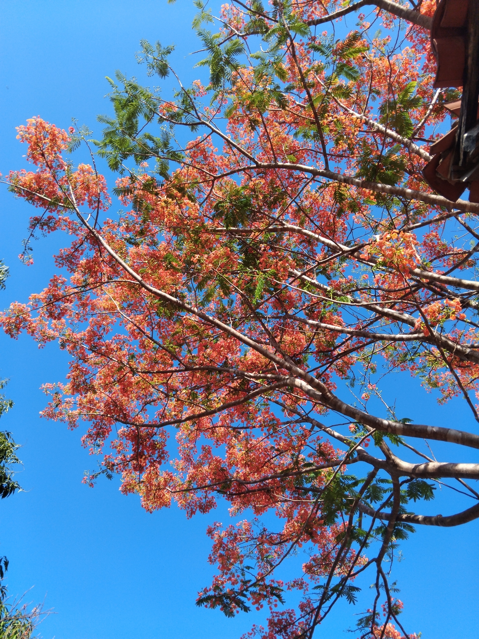 Delonix regia
