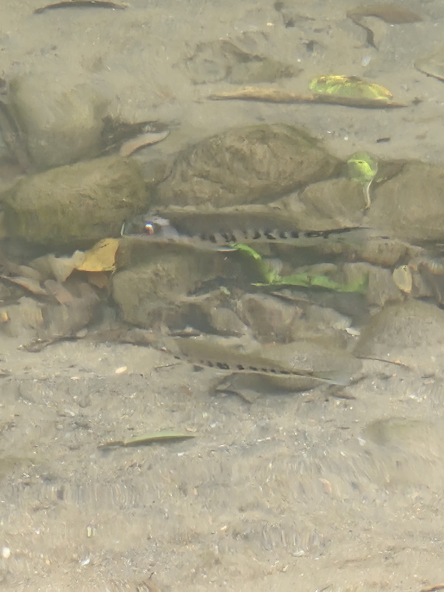 Tuba Cichlid photo 2