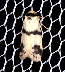 Thallarcha sparsana