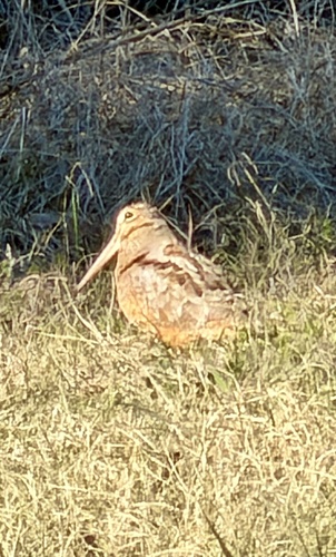 American Woodcock (Scolopax minor), photo 5