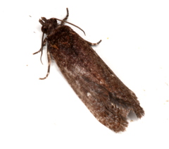 Cryptaspasma sordida