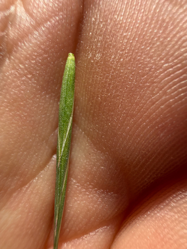 iNaturalist observation photo of Rescue Brome