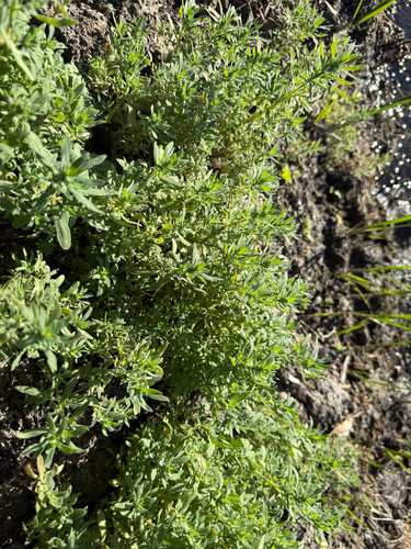 iNaturalist observation photo of Fivehorn smotherweed