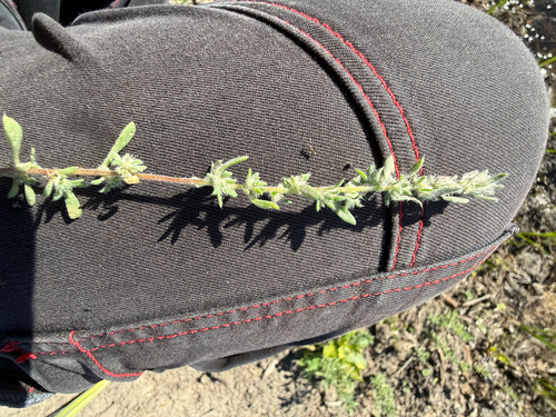 iNaturalist observation photo of Fivehorn smotherweed