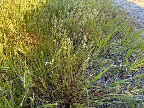 iNaturalist observation photo of common Mediterranean grass